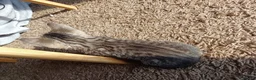 Mixed Breed cats for sale: 5 Stunning Domestic Kittens tabby orange stripe - Advert 16