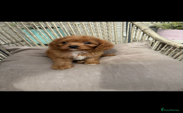 Cavapoo dogs - Advert 3