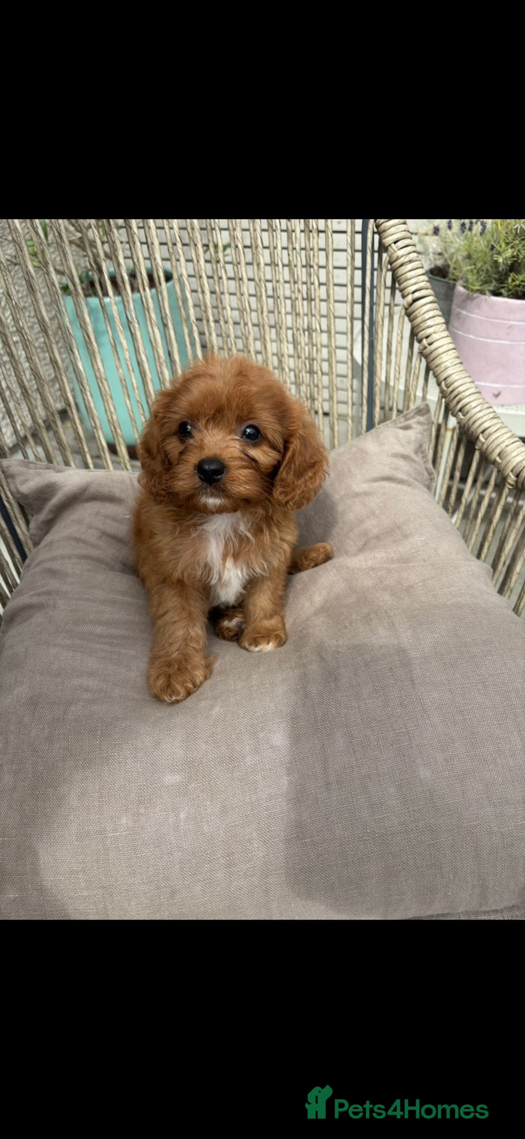 Cavapoo dogs for sale: Gorgeous Bright Red Cavapoos - Image 1