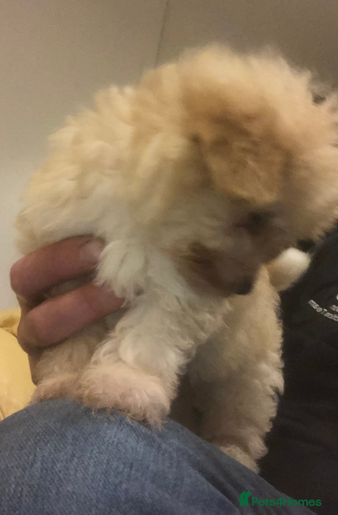 Mixed Breed dogs for sale: Poodle x Maltizu puppies - Advert 3