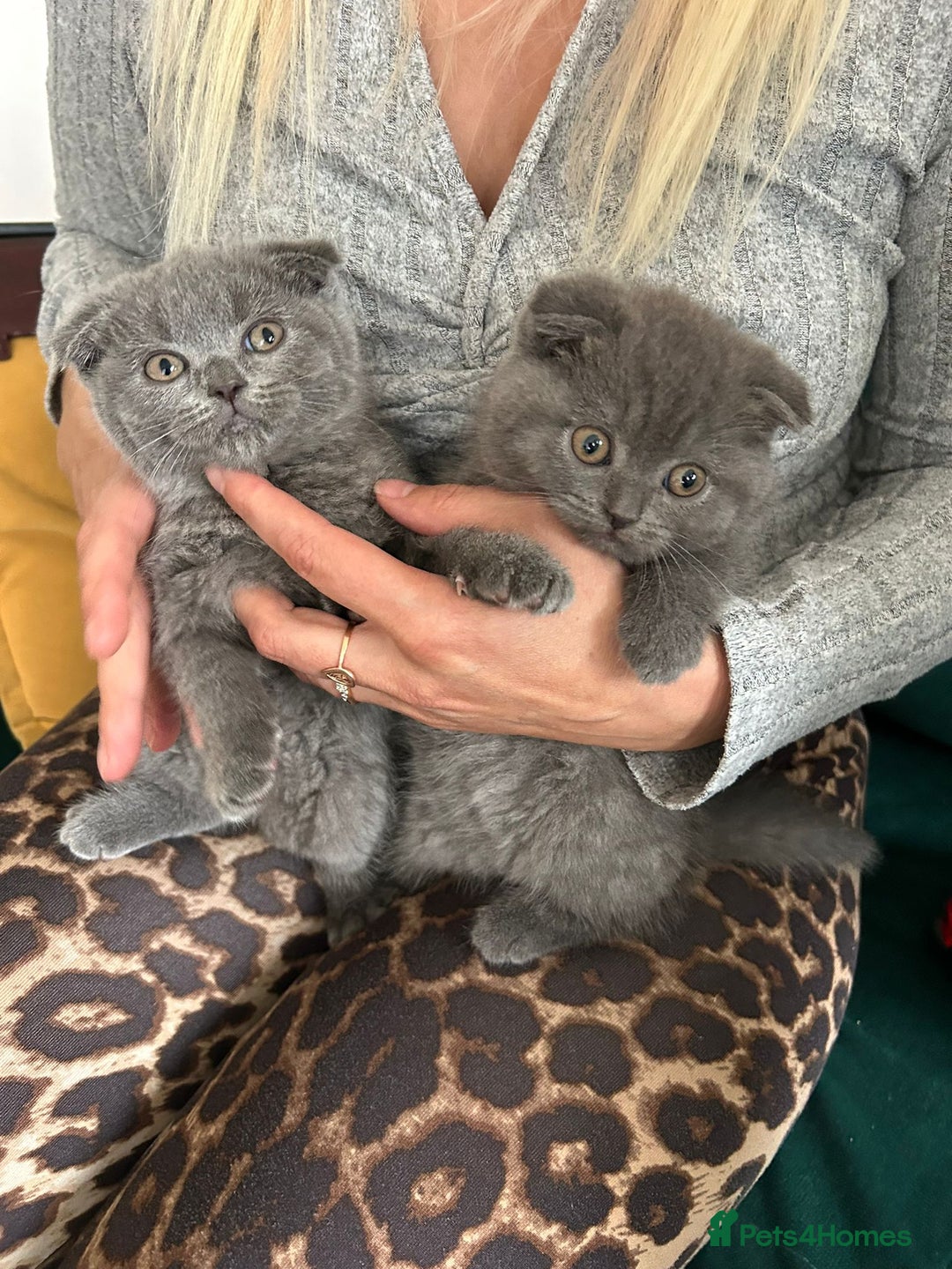 Scottish Fold cats for sale: Scottish fold kittens  - Image 12