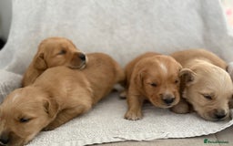 Golden Retriever dogs for sale: Stunning KC registered Golden Retriever puppies - Image 7