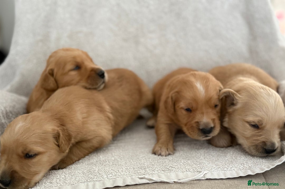 Golden Retriever dogs for sale: Stunning KC registered Golden Retriever puppies - Image 7