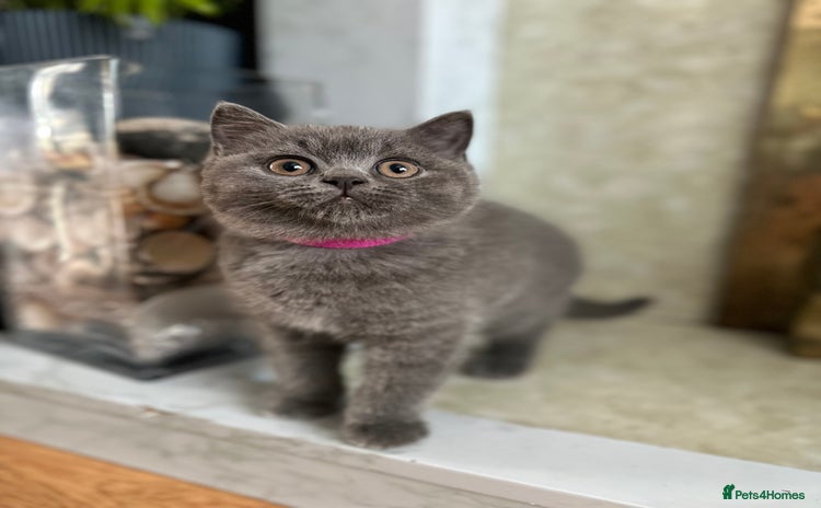 British Shorthair cats - Advert 2