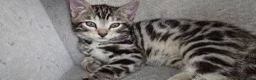 Bengal cats for sale: Bengal Mixed Kittens - Advert 1