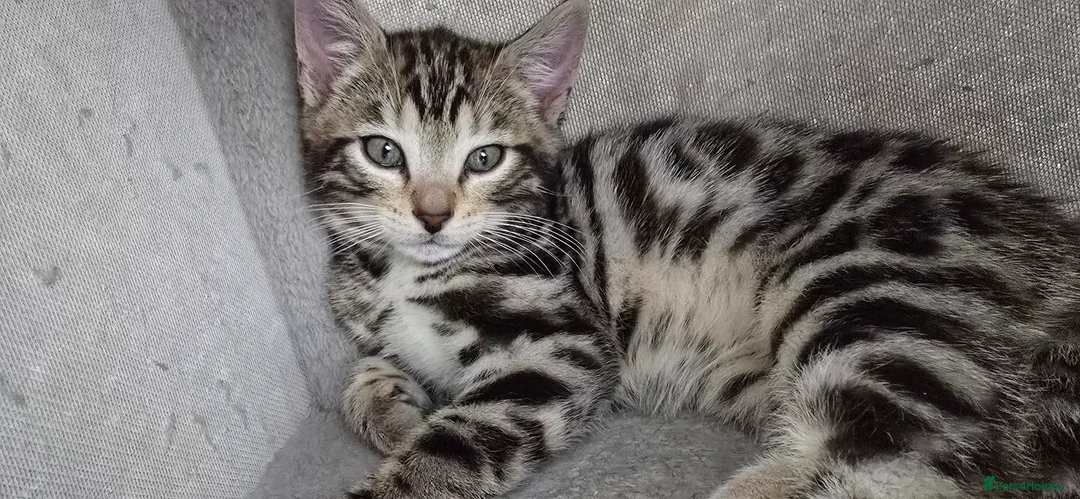 Bengal cats for sale: Bengal Mixed Kittens - Advert 1