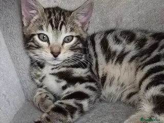 Bengal cats Bengal Mixed Kittens - Advert 1