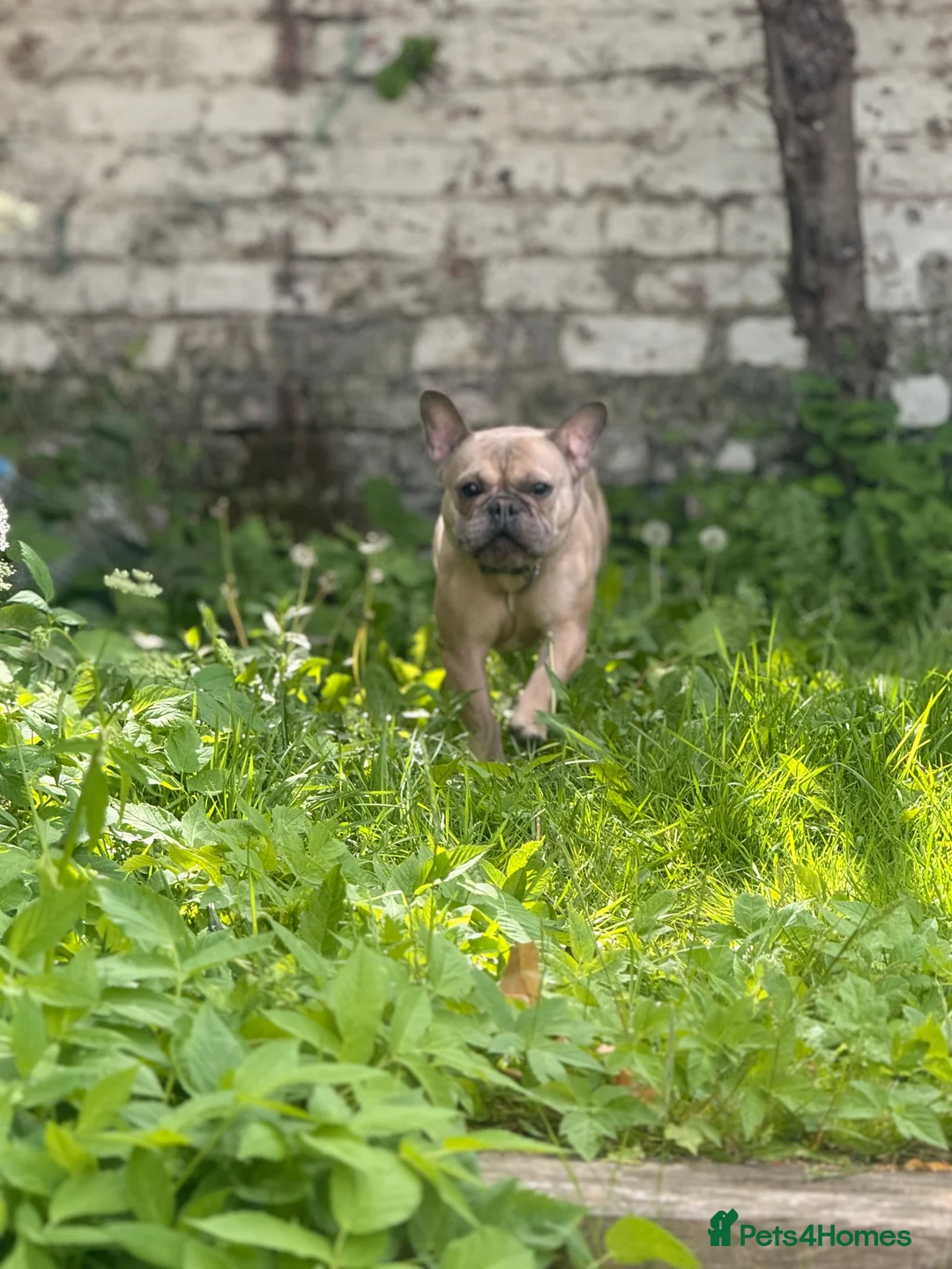French Bulldog dogs for sale: Meet Norman our French bulldog  - Advert 1