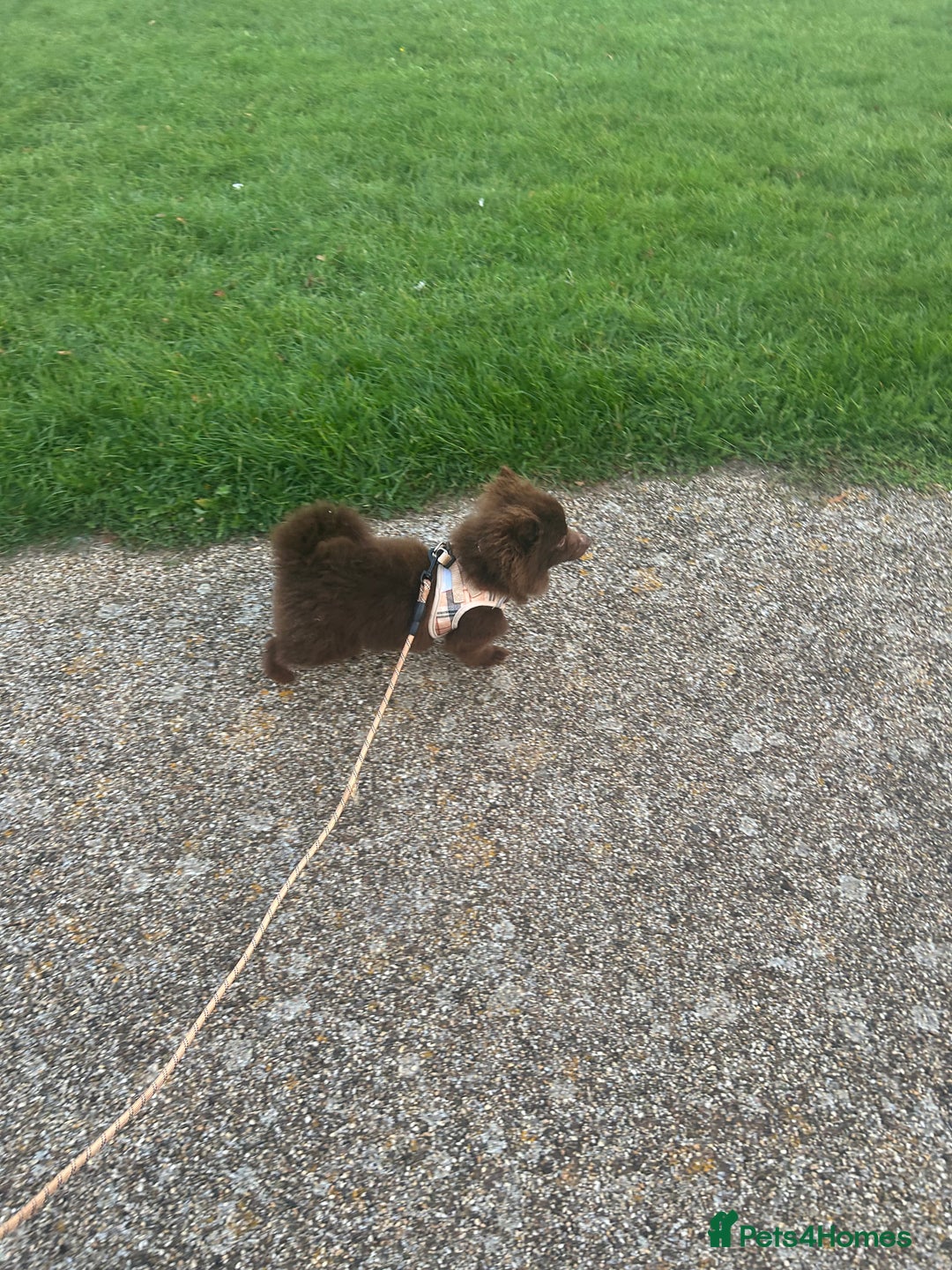 Gallery Image {{count}}