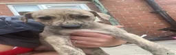 Mixed Breed dogs for sale: Saluki grayhound x kc whippet  - Advert 12