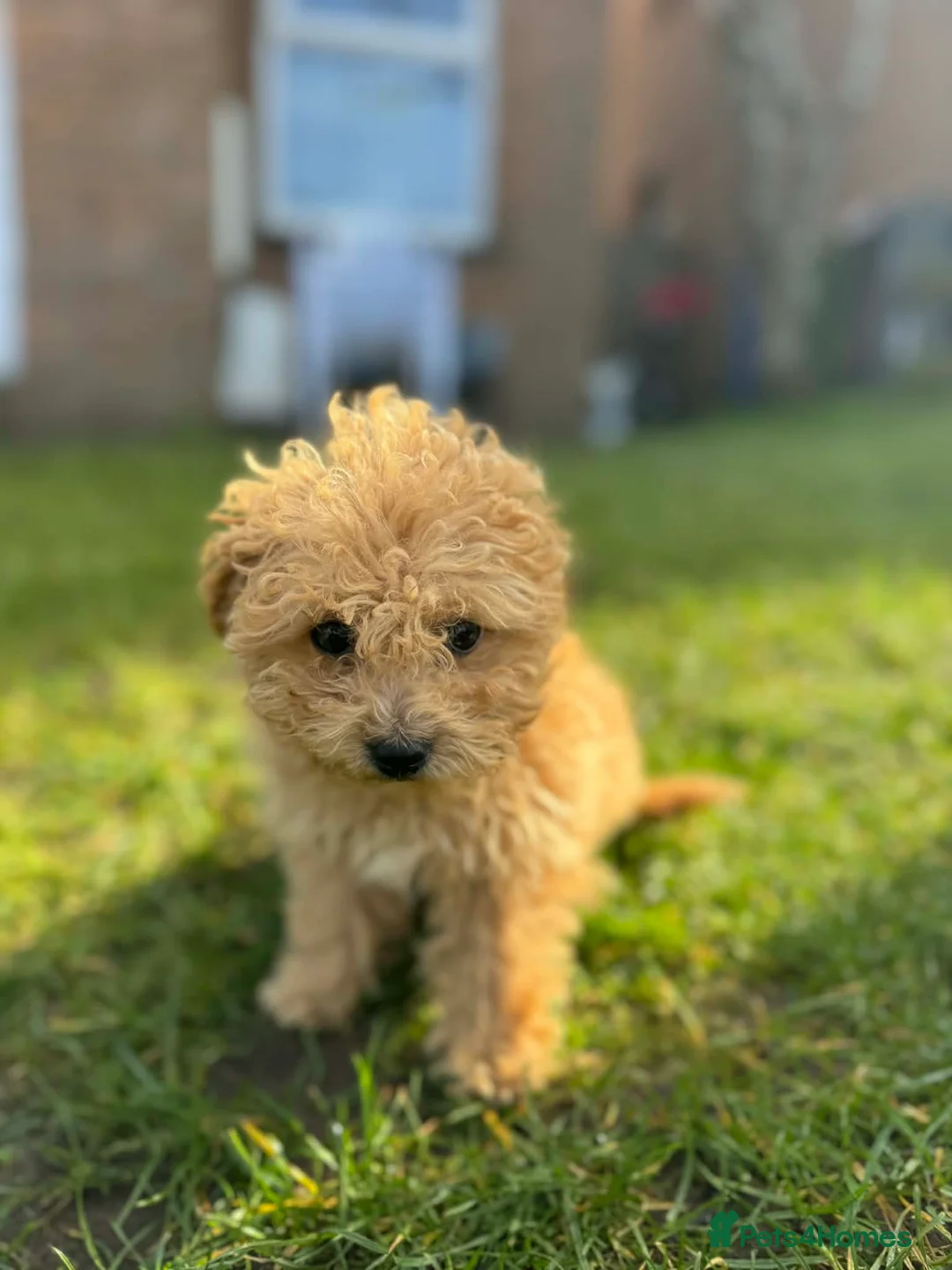 Mixed Breed dogs for sale: Poodl Puppies  in Glasgow - Advert 7