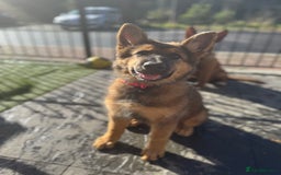 German Shepherd dogs for sale: GSD female Puppy - Image 1