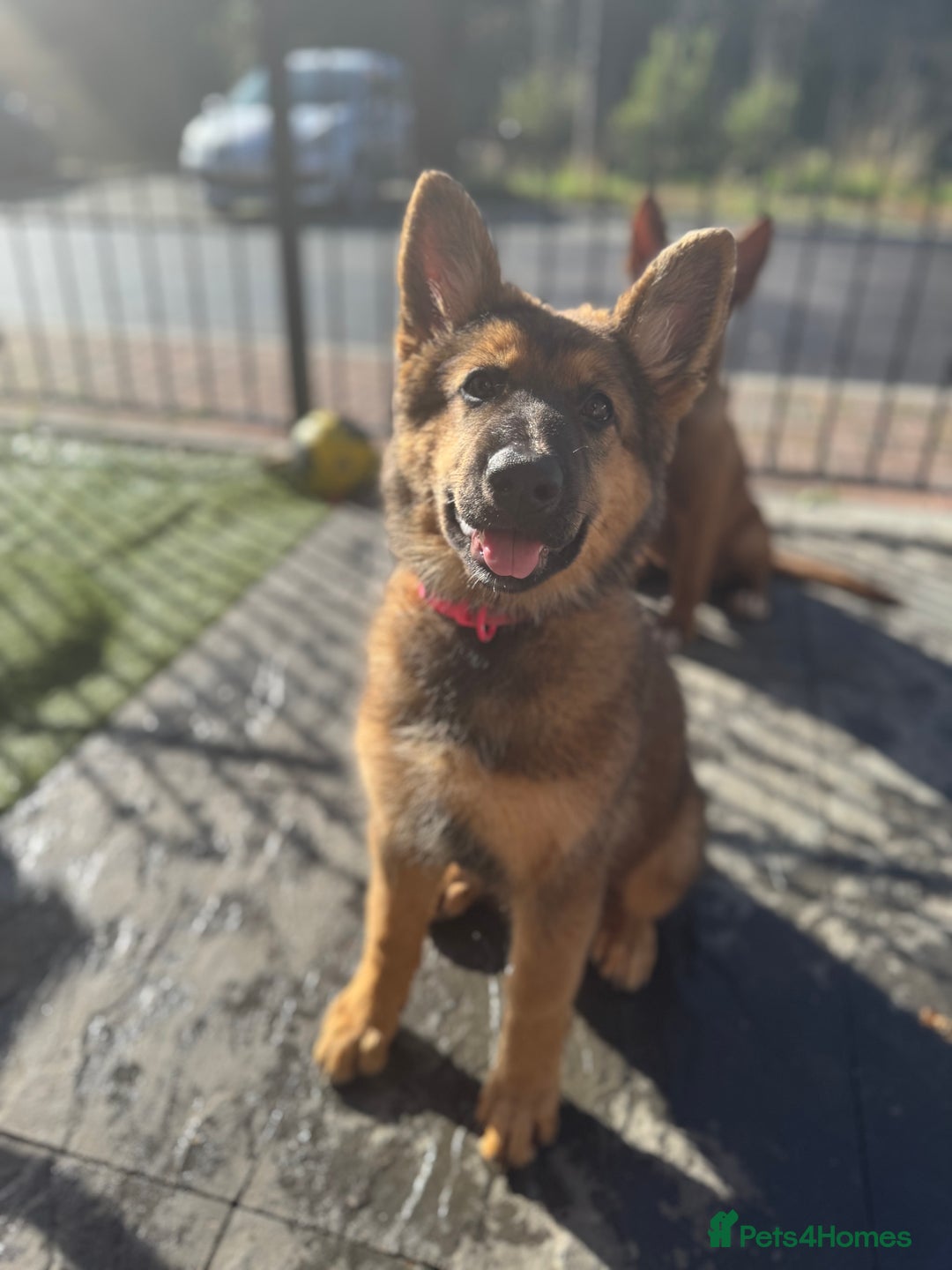 German Shepherd dogs for sale: GSD female Puppy - Image 1