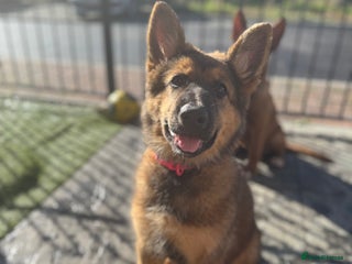 German Shepherd dogs - Advert 15