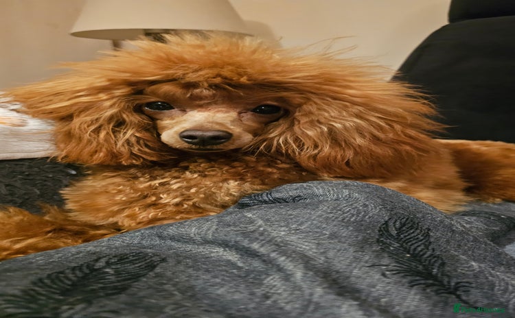 Toy Poodle dogs - Advert 12