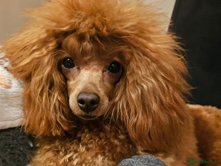 Toy Poodle dogs ❤️Cruft show🐩 Stunning red*serbian imp*show dogs* - Advert 17