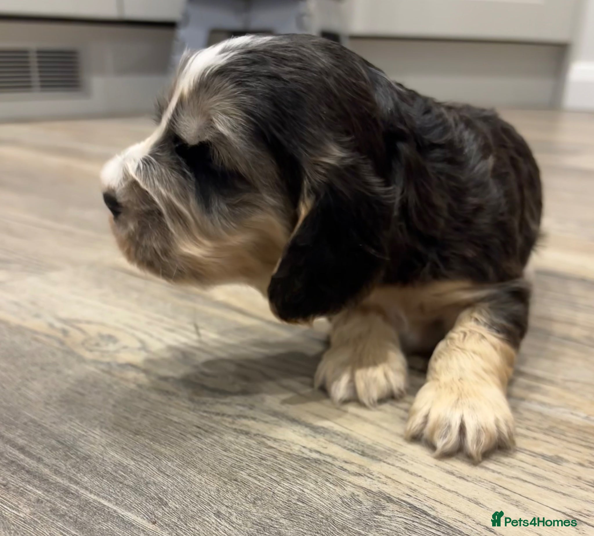 Cocker Spaniel dogs Stunning KC registered Show Cocker Spaniels  - Advert 2