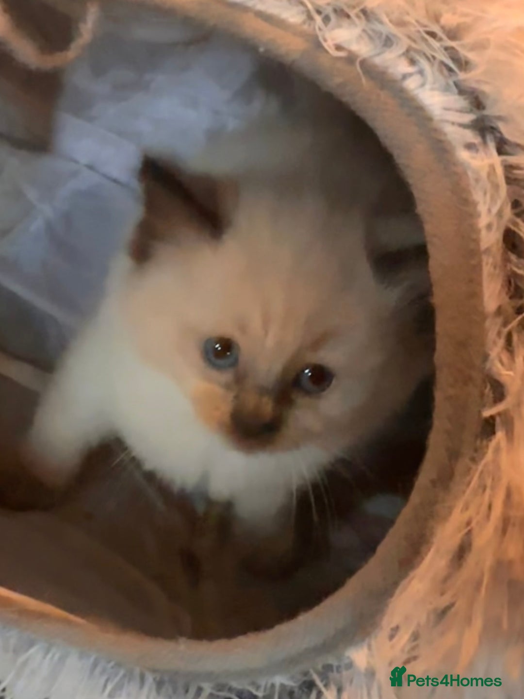Ragdoll cats for sale: Pure ragdoll  - Advert 11