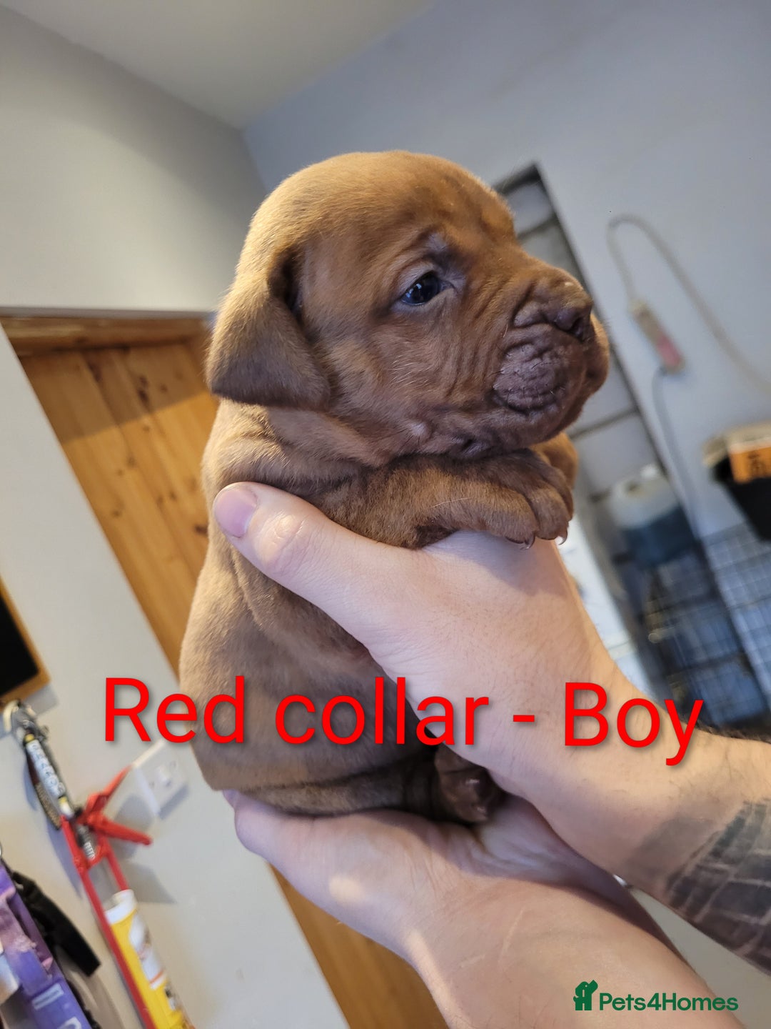 Mixed Breed dogs for sale: Douge de bordeaux x Presa Canerio  - Advert 9