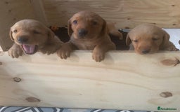 Labrador Retriever dogs for sale: KC Fox Red Labradors  - Image 3