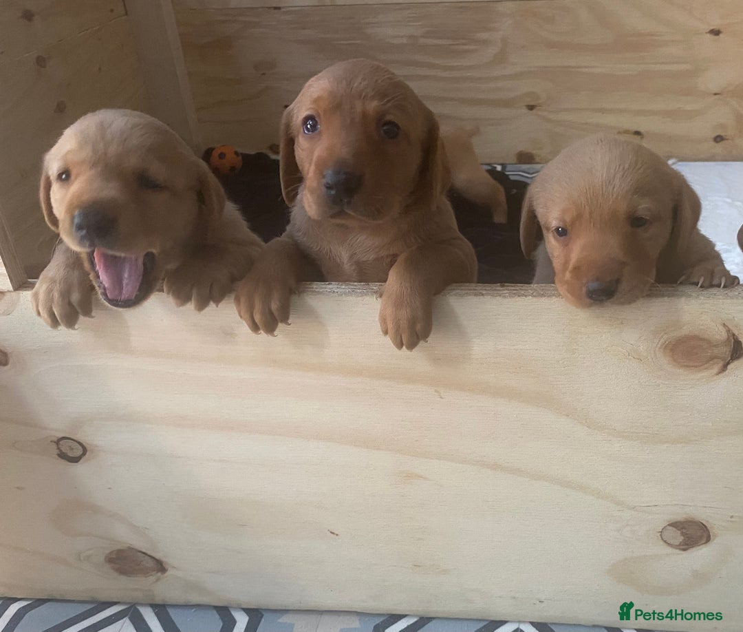 Labrador Retriever dogs for sale: KC Fox Red Labradors  - Image 3