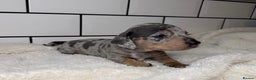 Miniature Dachshund dogs for sale: STUNNING MINIATURE DACHSHUNDS DAPPLE KC  - Advert 1