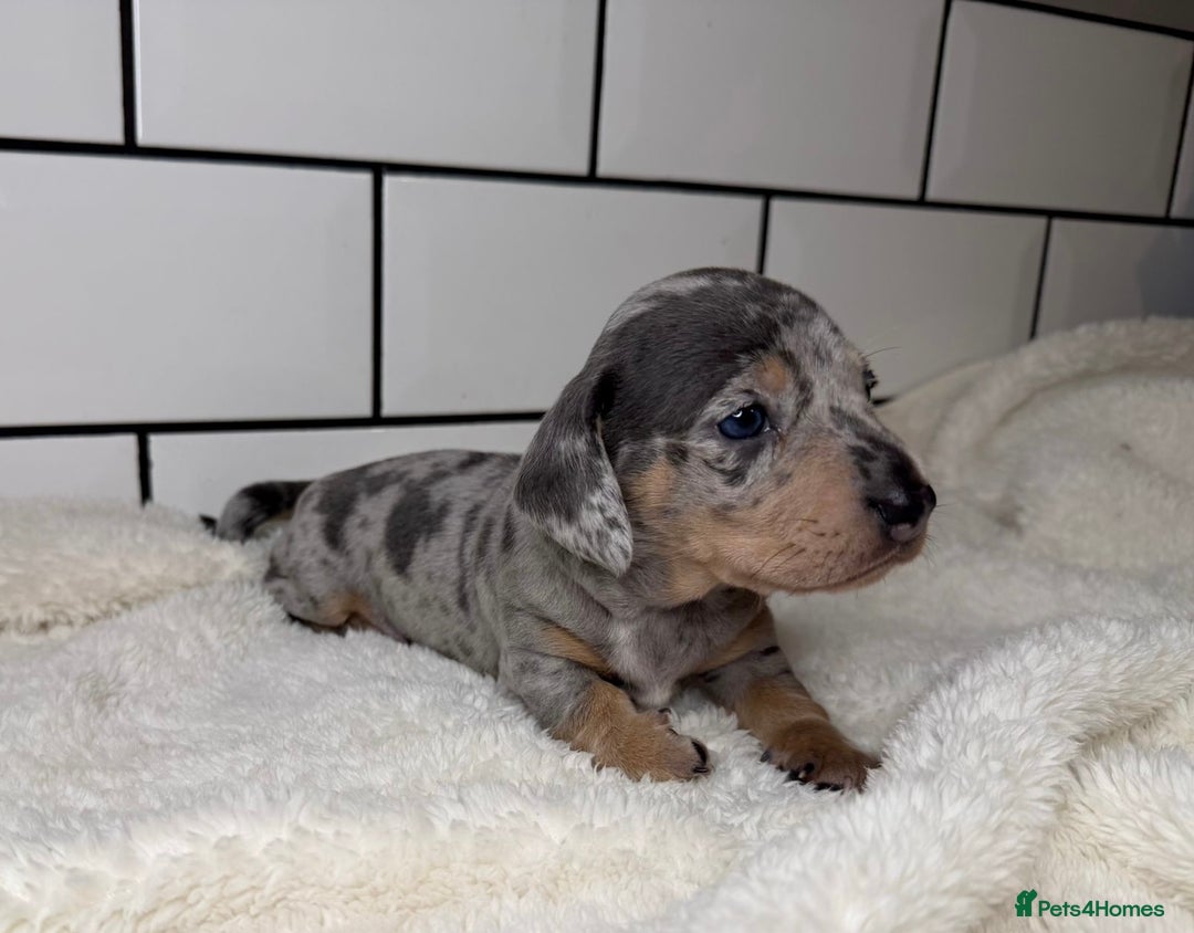 Miniature Dachshund dogs for sale: STUNNING MINIATURE DACHSHUNDS DAPPLE KC  - Advert 1