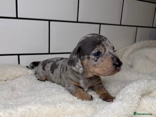 Miniature Dachshund dogs STUNNING MINIATURE DACHSHUNDS DAPPLE KC - Advert 7