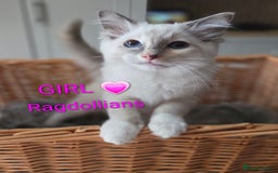 Ragdoll cats for sale: GCCF RAGDOLLS INTERVIWING NOW!! - Image 8