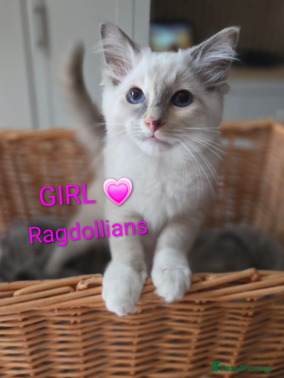 Ragdoll cats for sale: GCCF RAGDOLLS INTERVIWING NOW!! - Image 8