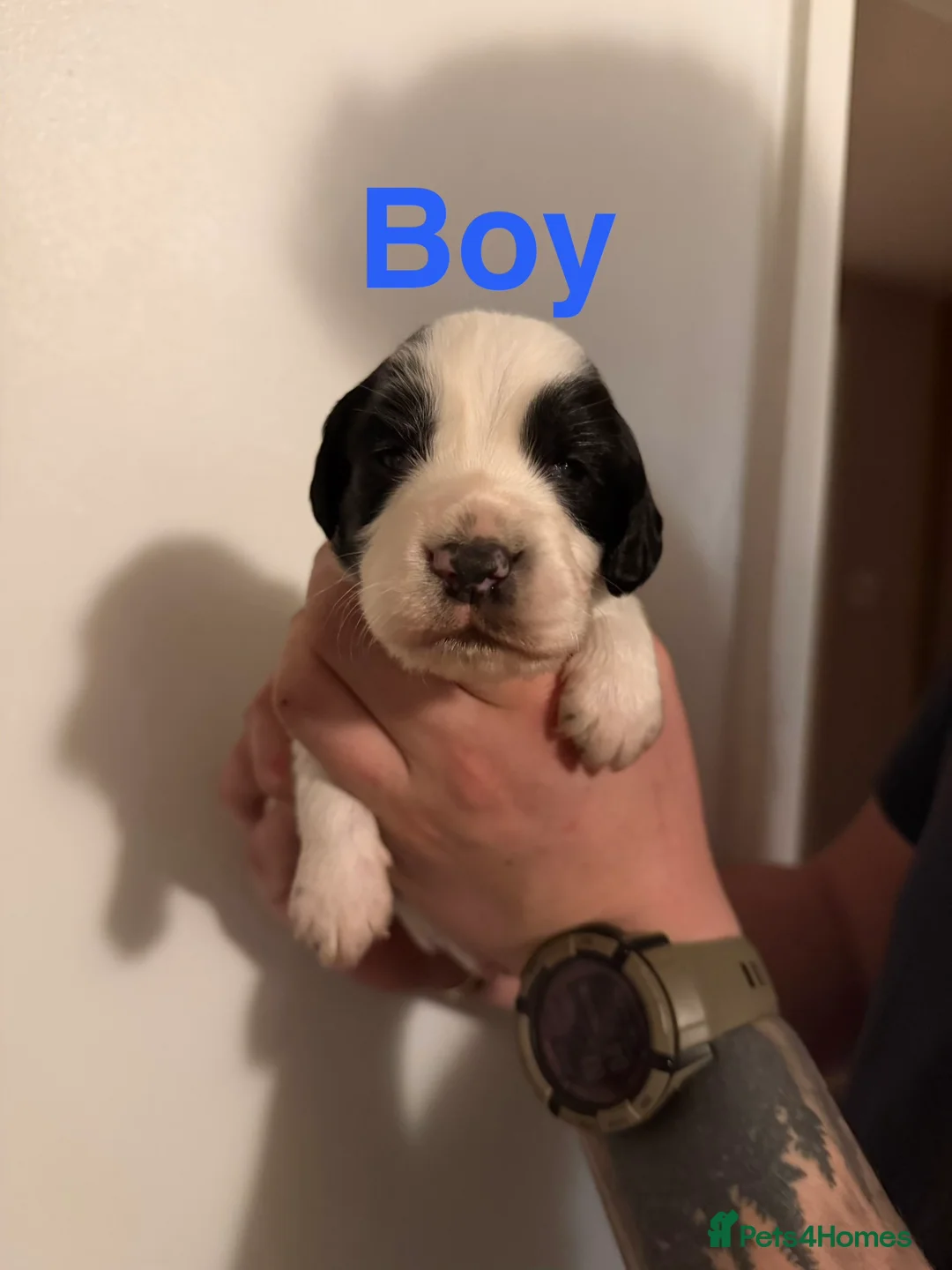 Sprocker dogs for sale: Sprocker puppies - Advert 4