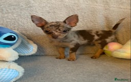 Mixed Breed dogs for sale: Chihuahua x  - Image 18