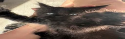 Mixed Breed cats for sale: Mixed Siberian/main coon - Advert 9