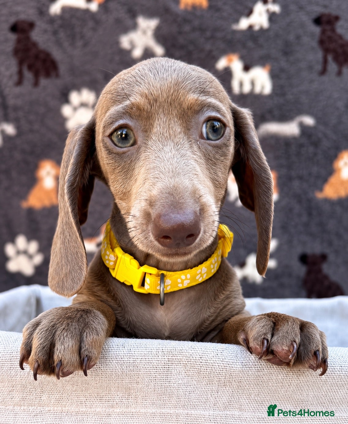 Miniature Dachshund dogs Miniature Dachshund- KC Registered - Advert 2