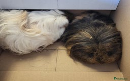 Guinea Pig rodents for sale: 2 long haired guinea pigs for sale  - Image 1