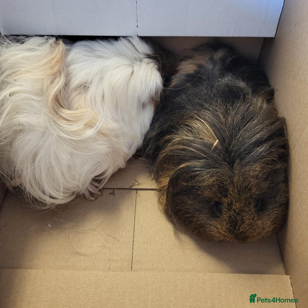 Guinea Pig rodents for sale: 2 long haired guinea pigs for sale  - Image 1