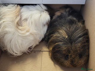 Guinea Pig rodents - Advert 1