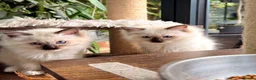 Ragdoll cats for sale: 🏆Imperial Grand Champion Sons! - Advert 13
