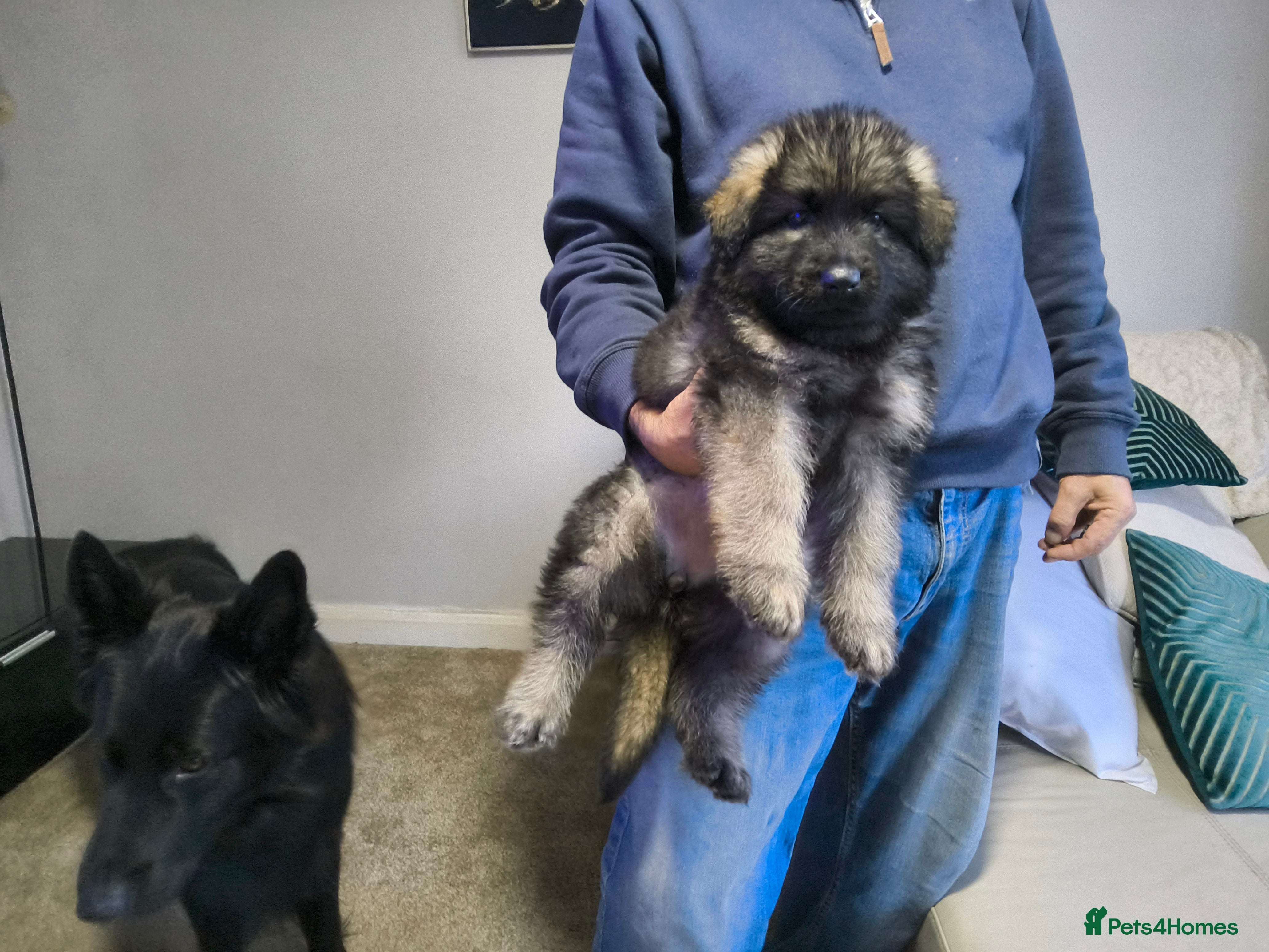 German Shepherd dogs  Pedigree German Shepherd pups straight backed - Advert 2