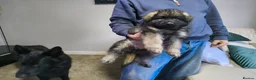 German Shepherd dogs for sale:  Pedigree German Shepherd pups straight backed - Advert 9