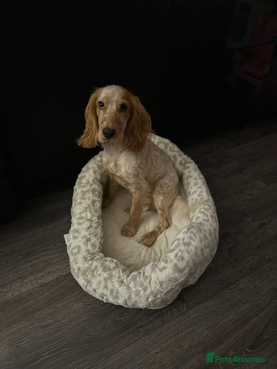 Cocker Spaniel dogs for sale: Cocker spaniel - Advert 2