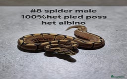 Python Snake reptiles for sale: Hatchling royal pythons  - Image 12