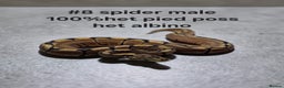 Python Snake reptiles for sale: Hatchling royal pythons  - Advert 12
