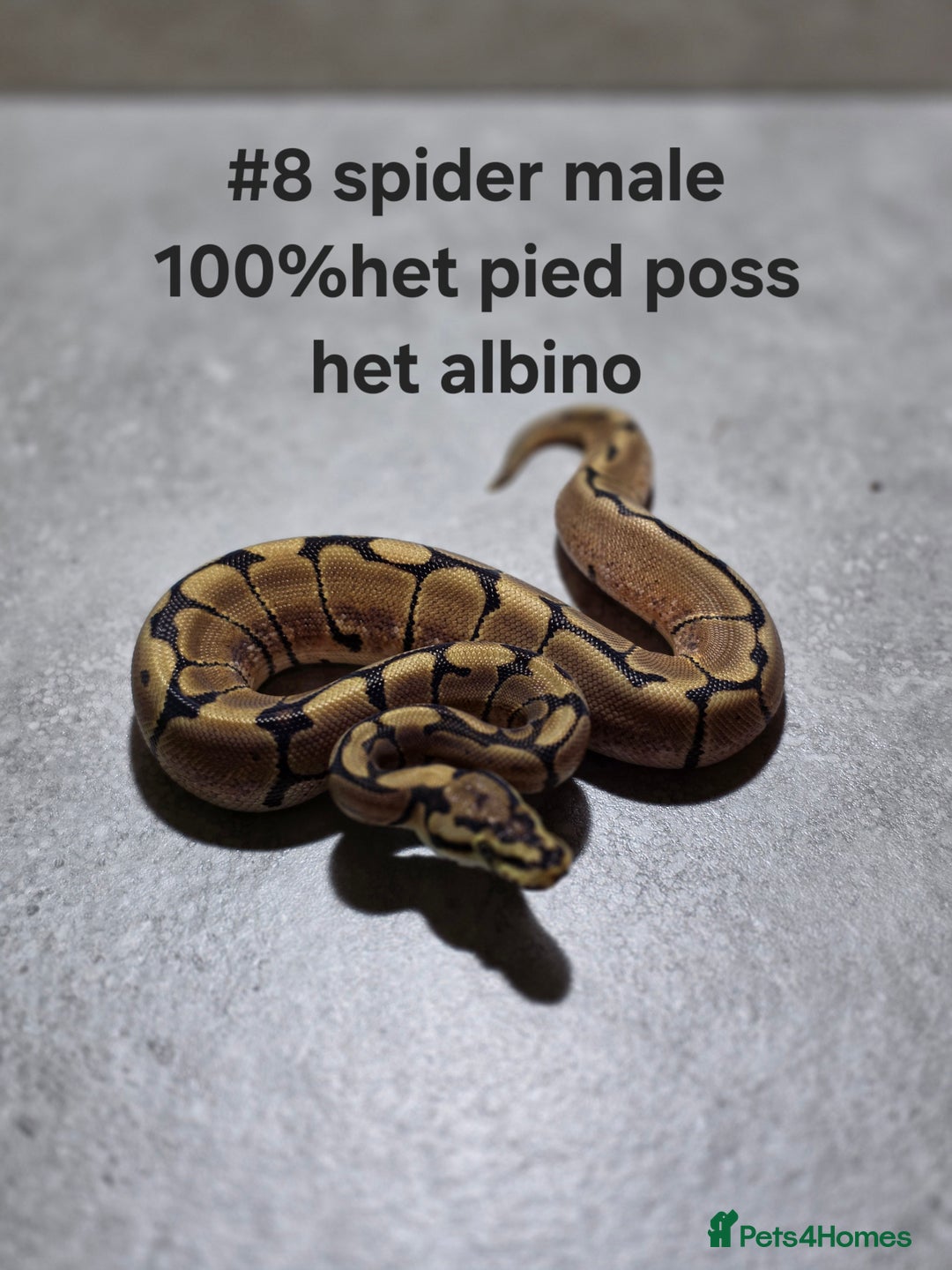 Python Snake reptiles for sale: Hatchling royal pythons  - Image 12