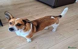Mixed Breed dogs for adoption: Rescue dog Bibi is looking for her second chance - Image 2
