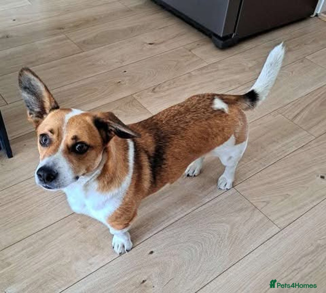 Mixed Breed dogs for adoption: Rescue dog Bibi is looking for her second chance - Image 2