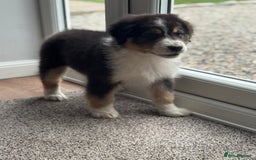 Australian Shepherd dogs for sale: 2 KC registered Australian Shepards remaining! - Image 3