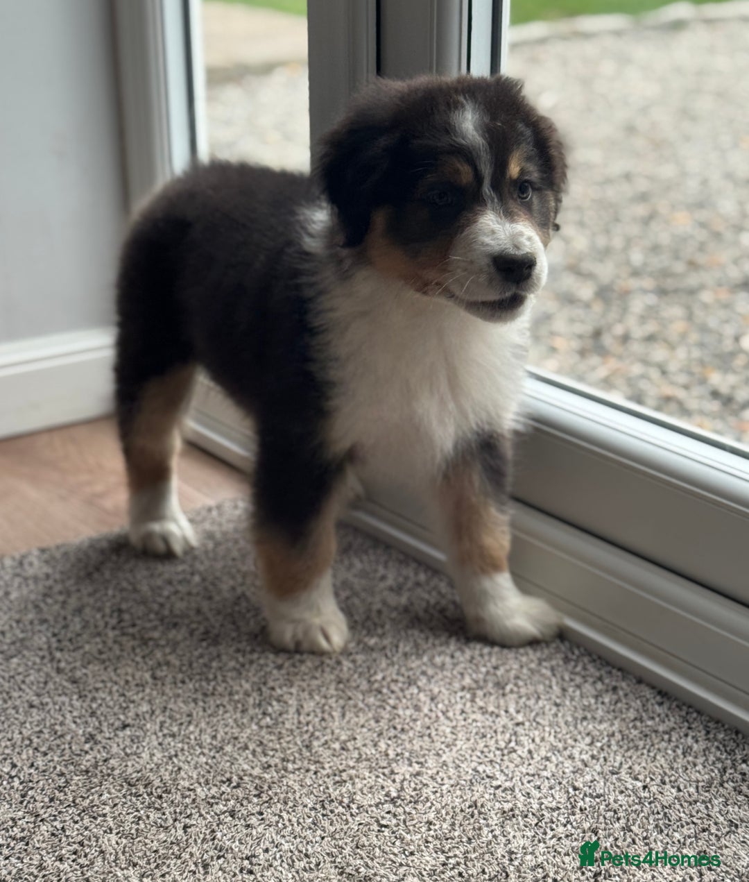 Australian Shepherd dogs for sale: 2 KC registered Australian Shepards remaining! - Image 3