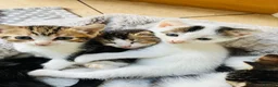 Mixed Breed cats for sale: Kittens for sale - Advert 9