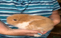 Lionhead rabbits for sale: Lionheads  - Image 2